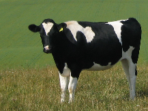 beef