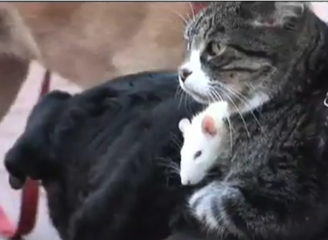 dogcatrat