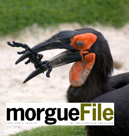 free photos morgue file